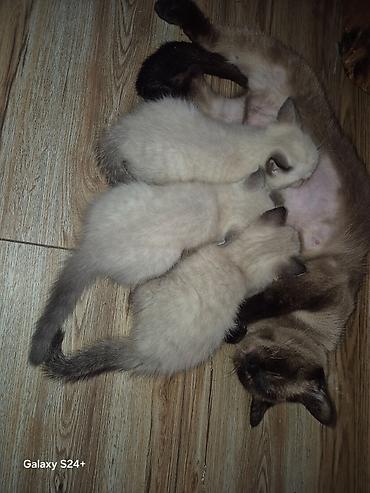 pers: Tay, Dişi — 3