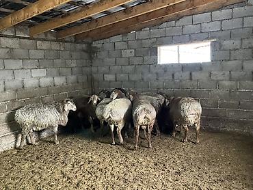 Баран, овца: Продаю | Баран (самец) | Гиссарская | На забой, Для разведения — 2