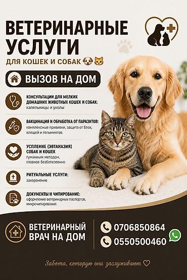 уй жаныбар: Услуги Ветеринарного врача. Вызов на дом. Только кошки и собаки 🐈🐕🐾 — 1