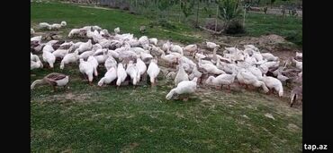 quş satışı: Linda və Kuban cins gazları yumurtuyan halda satışa çıxarıldı 121 ədəd