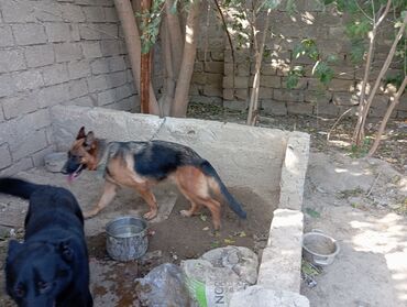 afçarka iti qiymeti: Alman çoban iti, 2 il, Dişi, Peyvəndli, Ünvandan götürmə