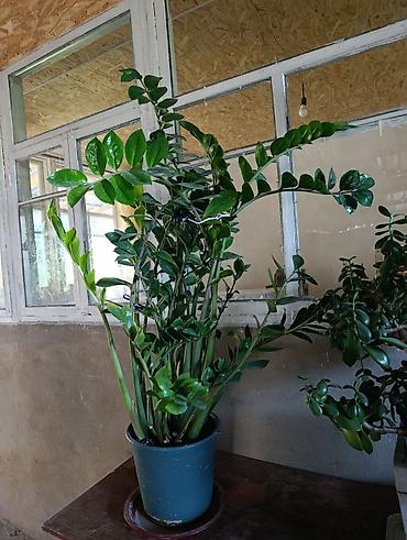 Комнатные растения: Замиокулькас (Zamioculcas zamiifolia) в пластиковом горшке. - Крупный — 2