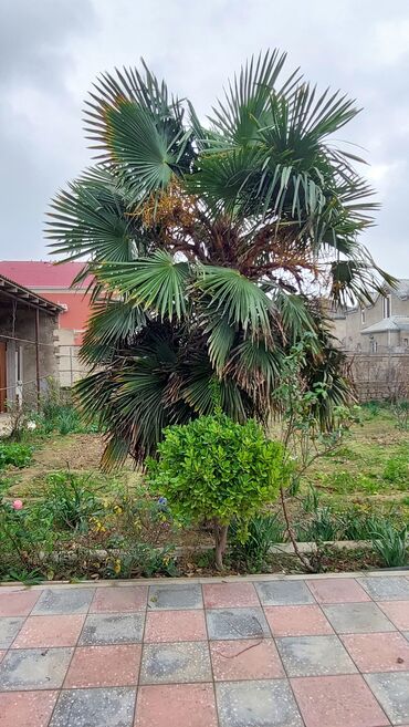 otaq bitkileri: Palma ağacı satılır 10 ildən çoxdu qulluq olunub qiyməti 7000 AZN