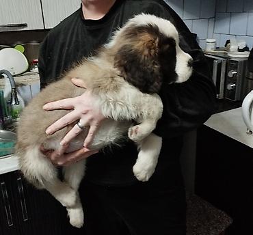 Продажа собак: Сенбернар, 3 месяца, Самка — 5