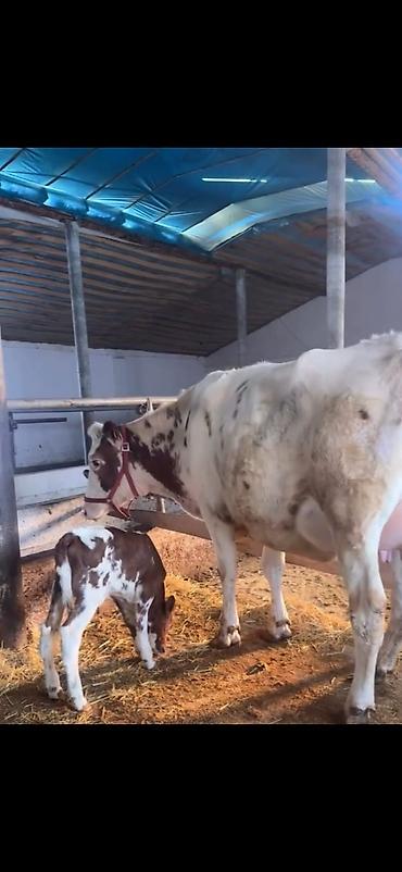 Inəklər, öküzlər: Südlük inək və buzov - Cins: alaca (şəkillərdə qırmızı-alaca rəngli) — 8