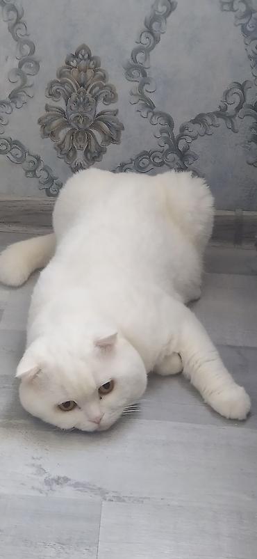 Pişiklər: Dişi -da lalafo.az — 6 Pişiklər: Dişi — 6