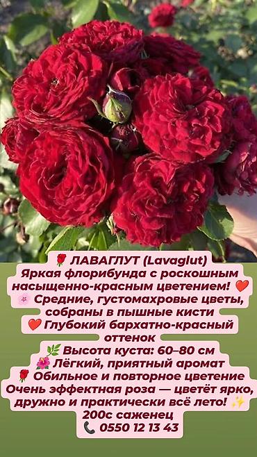 Прожекторлор: Кустовые розы в наличии. Отправляю саженцы по Кыргызстану. Цена на — 5
