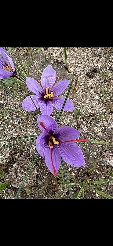 Qida məhsulları: Safran – bütöv tellər, şüşə qabda - Məhsul: Safran (Crocus sativus) – — 5