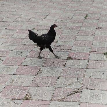 Mal-qara: Toyuq, Australorp, Ətlik