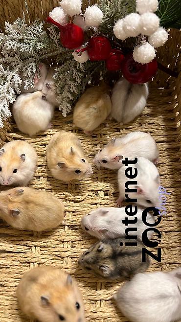 Хомяки: Продаются хомячки джунгарские, сирийские, ангорские пушистые хомячки — 3