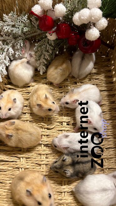 Хомяки: Продаются хомячки джунгарские, сирийские, ангорские пушистые хомячки — 4