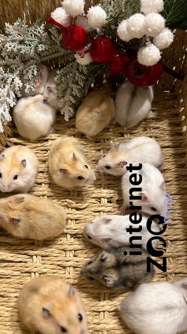 декоративные крысы: Продаются хомячки сирийские, ангорские пушистые хомячки, джунгарские