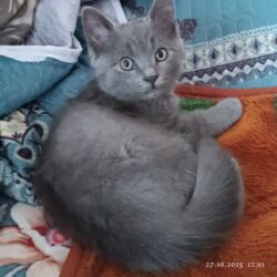 скоттиш фолд шотландская вислоухая кошка: Британ кыска жүндүү, 3 айлык, Ургаачы, Боз, Лотокко барууга үйрөтүлгөн