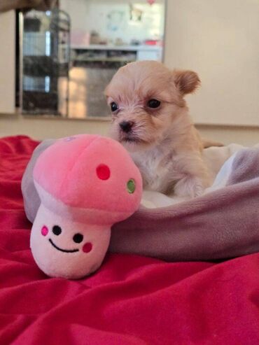 Psi: Štenci havanskog bišona šampionskog porekla iz registrovane — 7