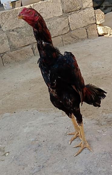 heyrati gence: Xoruz, Heyratı, il: 1, Ödənişli çatdırılma — 6