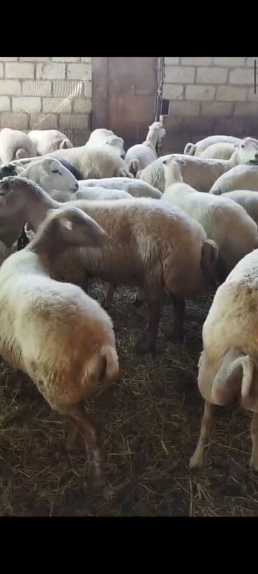 Коровы, быки: Самка, лет: 1, 4000 кг, Для разведения, Для молока, Самовывоз, Платная доставка, Доставка в районы