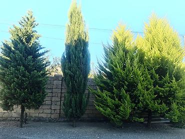 paulownia agaci: Thuja (evergreen dekorativ ağac) - Növ: Thuja/ardıc tipli həmişəyaşıl — 2