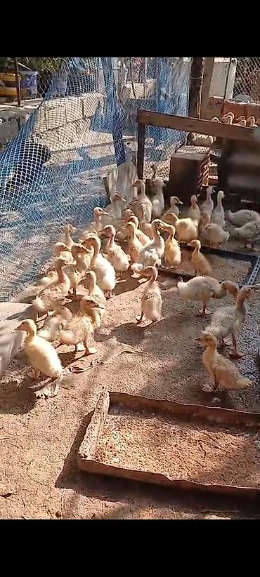 ördək balası və cücə: Pekin ördəy balaları satılır istəyən əlaqə saxlasın unvan Lənkəran — 1