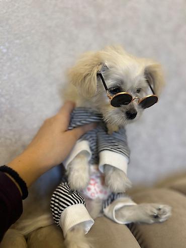 maltipoo satilir: Maltipoo balası – 3.5 aylıq | Tam peyvəndli | Xarici pasportlu | Ev — 2