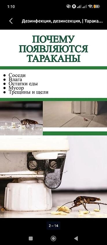 итальянский костюм: Дезинфекция, дезинсекция, | Тараканы, | Квартиры — 7
