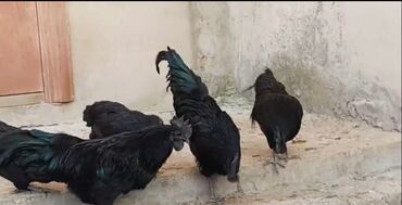 Xoruzlar: Xoruz, il: 1 -da lalafo.az — 16 Xoruzlar: Xoruz, il: 1 — 16