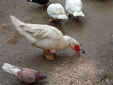 Ördəklər: Kom şeklinde SATLİR Erkey 2 denedi 10 dişi di tecılı satlir erkeyler — 20