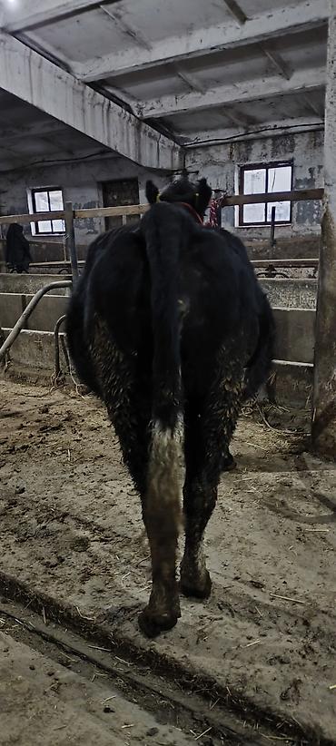 Коровы, быки: Продаю | Корова (самка) | Стельные — 5