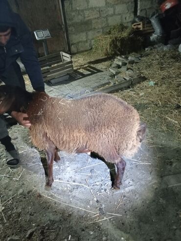 it xaltası satılır: Iki baş erkək quzu 1 yaşları yanvarın axırı olacaq birinin diri çəkisi