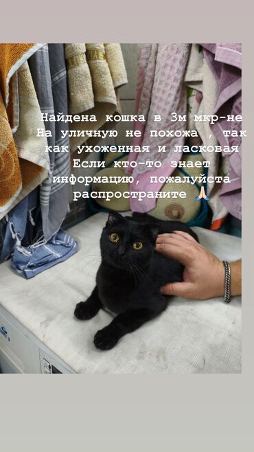 кошка домашняя: Найдена кошка ! Прошу распространить !
