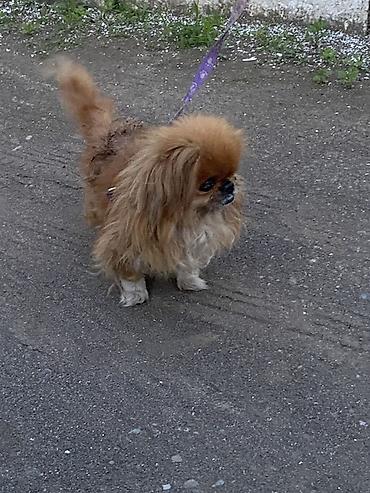pekines itler: Pekines — 3