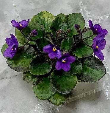 туникафон станок цена: Продаю цветущие фиалочки 🌿 🌺🌿 Цены 250 -300 сом.Для заказа пишите или