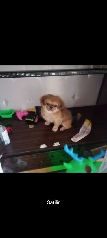 мальтийская болонка цена в баку: Pekines, 1 ay, Erkek, Peyvəndli, Ünvandan götürmə