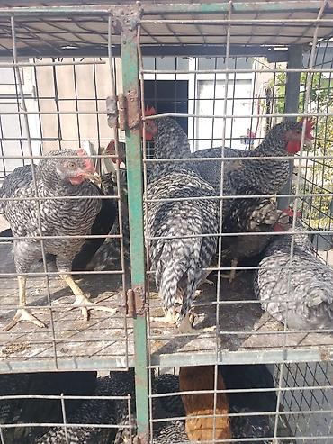 heyvanlara verilən xüsusi adlar: Toyuq, Damazlıq, Rayonlara çatdırılma — 1
