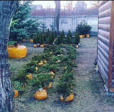 Декоративные деревья: Саженцы деревьев: Туи — 22