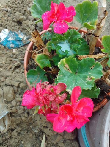 Çöl bitkiləri: Həmişə yaşıl — 20