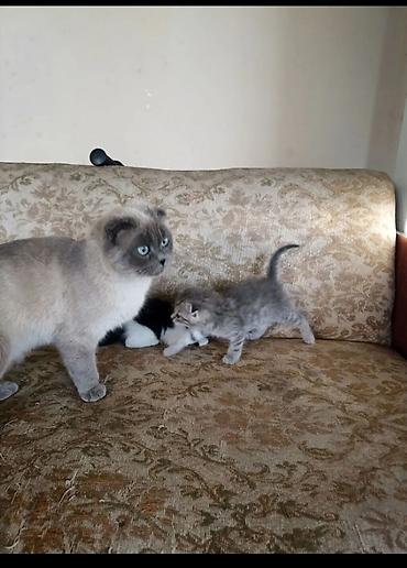 куплю коня: Шотландские вислоухие котята - Окрас: один котёнок чёрный, второй — — 5