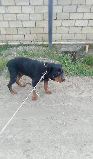 itlerin qiymeti: Rotveyler, 7 ay, Dişi, Ünvandan götürmə — 2