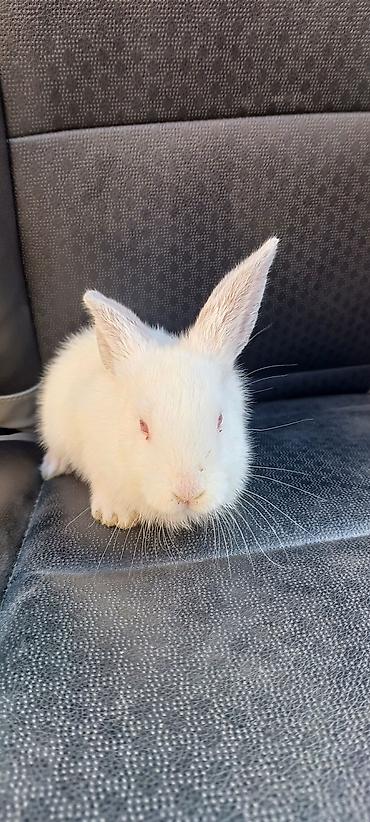 Декоративные кролики: Белые декоративные кролики - Окраc: полностью белый, у части малышей — 8
