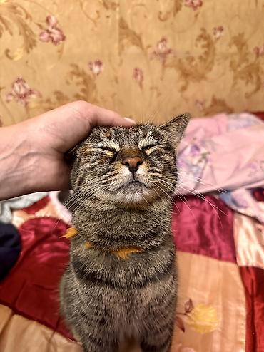 scotish fold: 5 лет, Девочка — 5