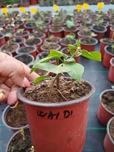 Ostale kućne biljke: Ožiljene bogumile po 900 — 8