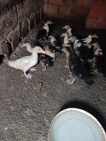 qus nömreleri: Pekin ördəyi balaları - Növ: Pekin (ağ və qarışıq rəngli ləkəli — 1