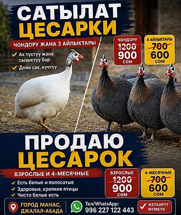 хомяк цена бишкек: Продаю | Куры | Бройлерная, Бойцовая, Брама | На забой, Для разведения — 1