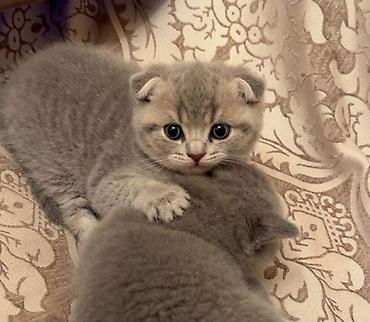 Pişiklər: Britan — 9