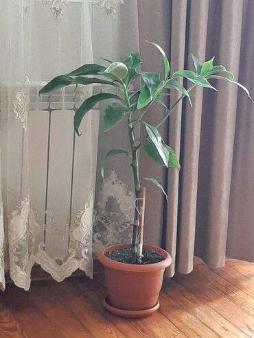 Buket güllər: Otaq bitkisi – Drasena (Dracaena) tipli dekorativ həmişəyaşıl - Uzun