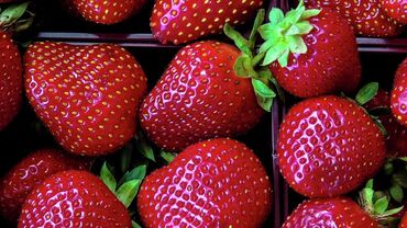 куплю ягоды оптом: Клубника Оптом