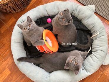 Pişiklər: Britan, Dişi, Erkək, Ünvandan götürmə — 20