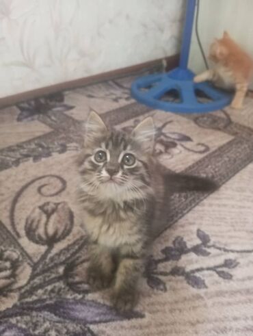 купить чау чау: Кошка даром: Беспородная, 5 месяцев, Девочка, Приучена к лотку