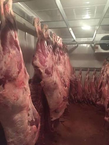 can eti: Halal kesim unvanlara catdirilma var sumuksuz dana eti 20 kiloqramdan — 4