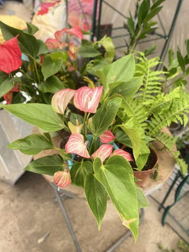 Другие услуги: Продаю цветы😍 Очень много разных 🪴🎋🍃🌱 Антуриумы Спатифиллум Алоказия — 3