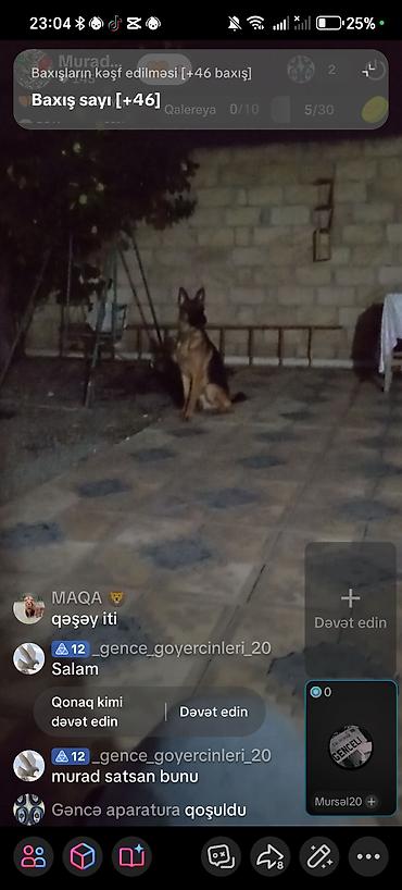 Alman çoban iti